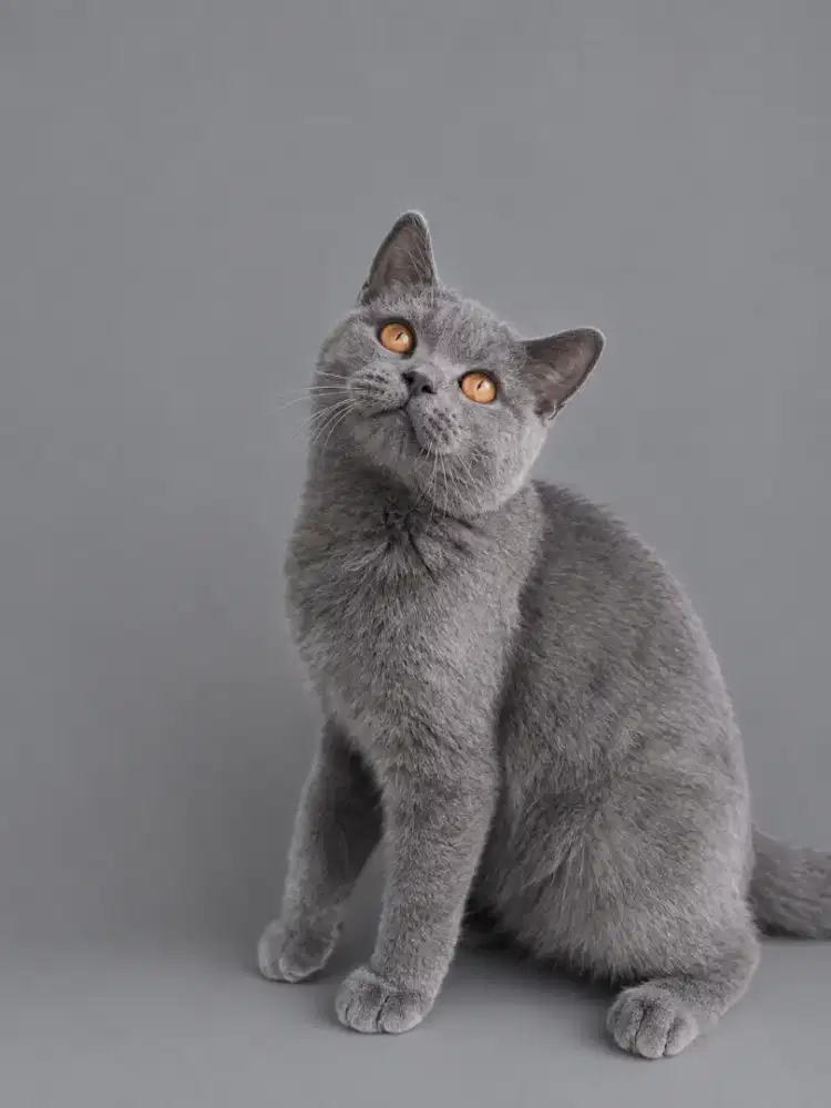 Bsh jantan kitten