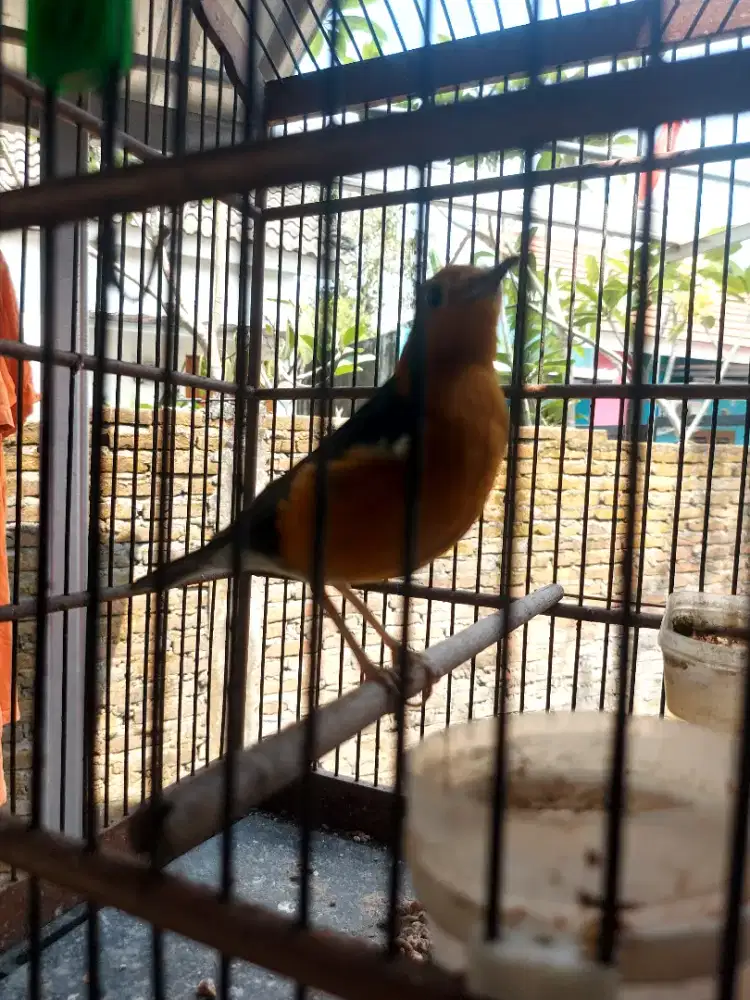 Anis merah non ring