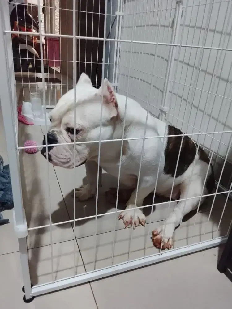 Anjing Amerika sangat pintar