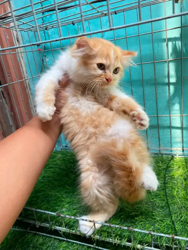 Anak kucing anggora/kitten flatnose jantan/kucing persia  jantan