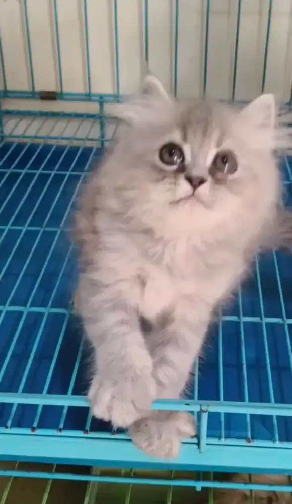 Anak kucing  anggora /kitten persia jantan /kucing persia flatnose