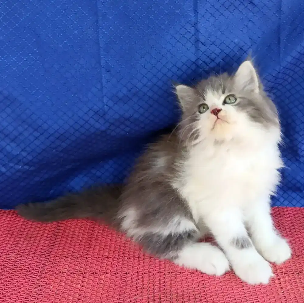 kitten persia /kucing persia  jantan/ kucing persia  betina