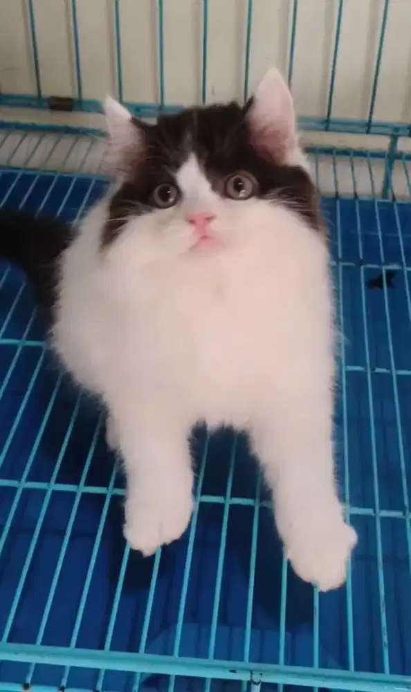 Anak kucing persia /kitten persia janta /kucing  persia jantan