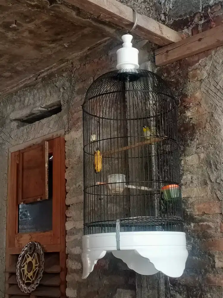 Burung blackcam jantan receh