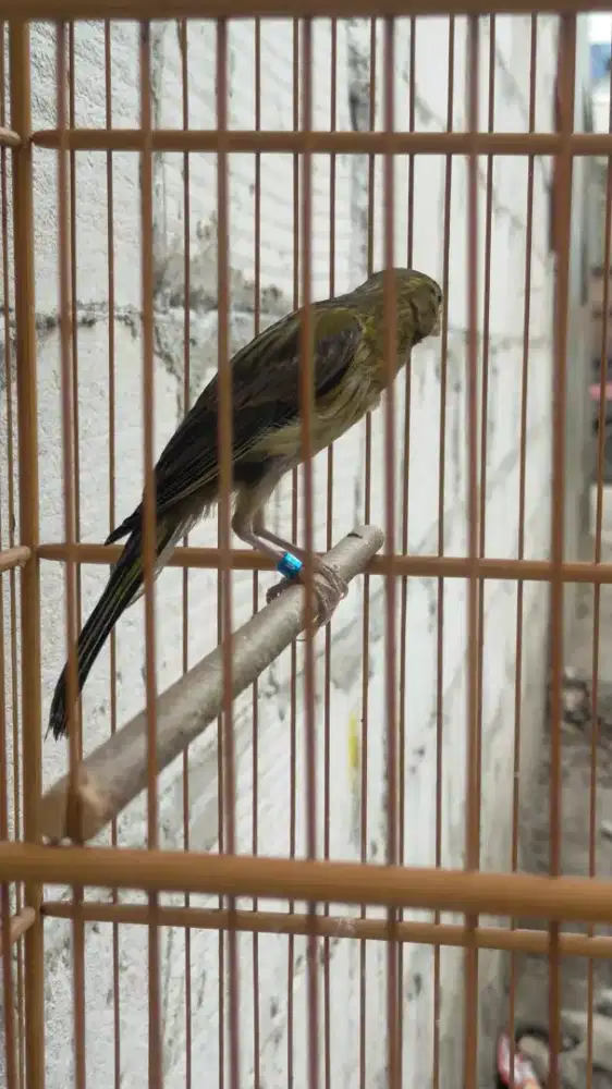 Burung kenari F1gbsf paud/anak jantan