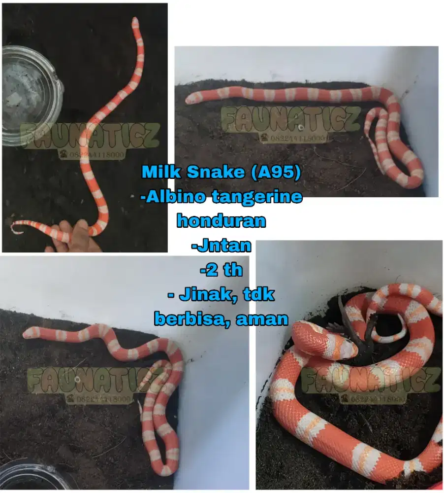 Milk Snake / Ular Susu