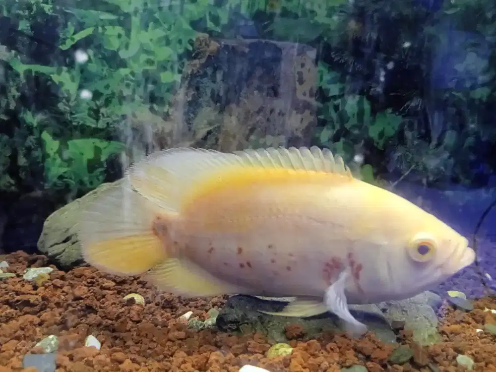 Dua ikan oscar albino jumbo