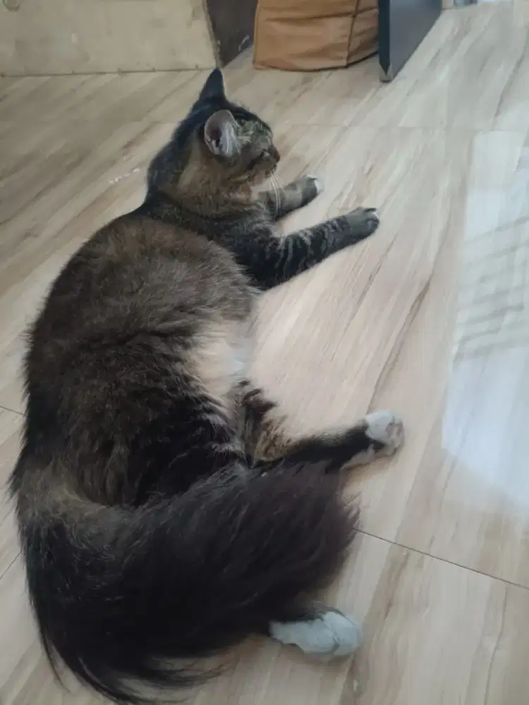 Open adopsi kucing kesayangan