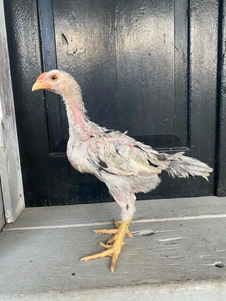 Ayam pakhoy 2 bulan