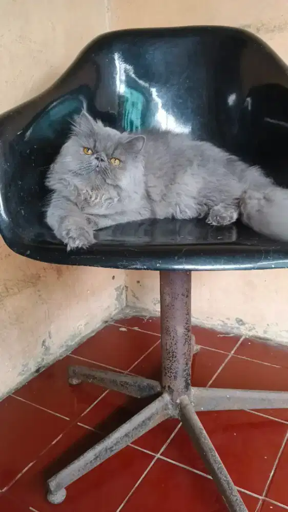 PEAKNOSE JANTAN LONGHAIR