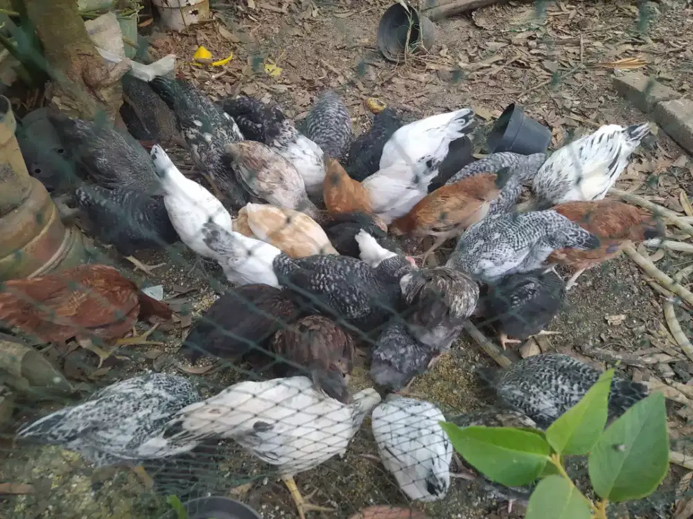Jual ayam kampung petelur,  Elba, uraba,.arab  dll