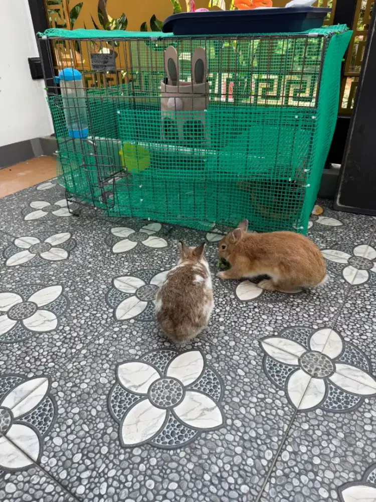 Kelinci netherland dwarf mini