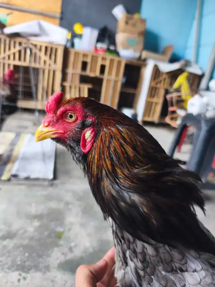 Ayam bangkok x shamo