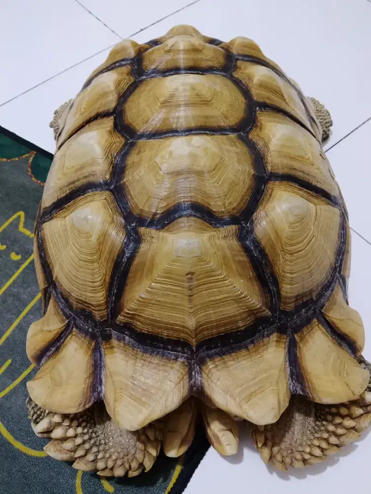 Sulcata jantan 50cm