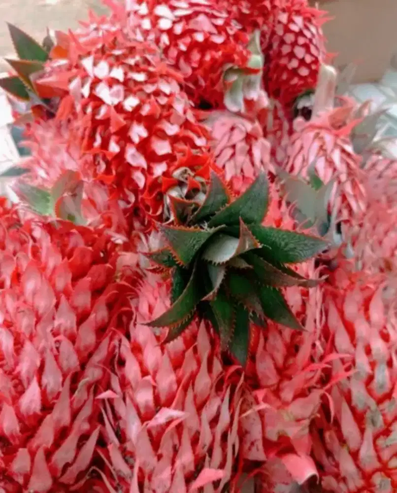 Jual nanas muda | nanas merah