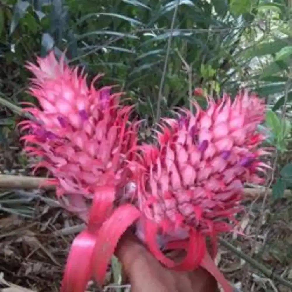 Jual nanas muda | nanas merah seger