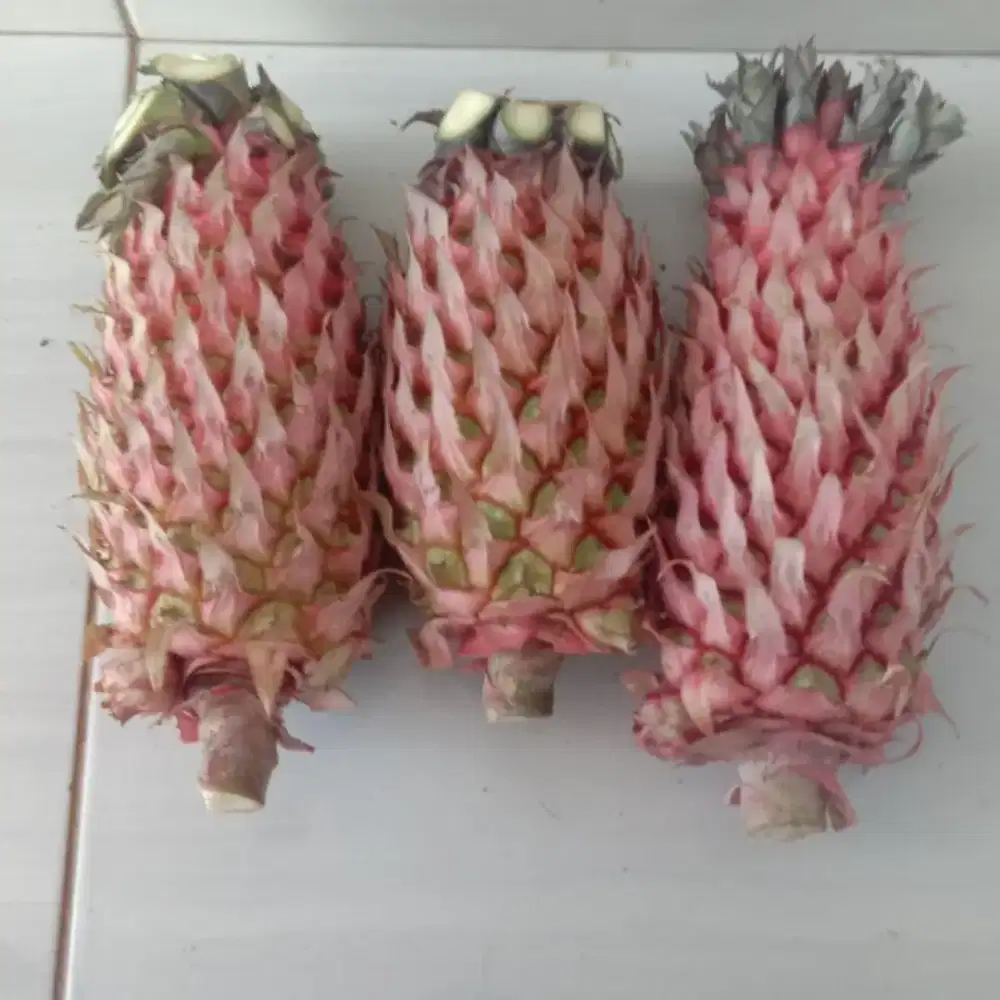 Jual buah nanas muda | nanas merah seger
