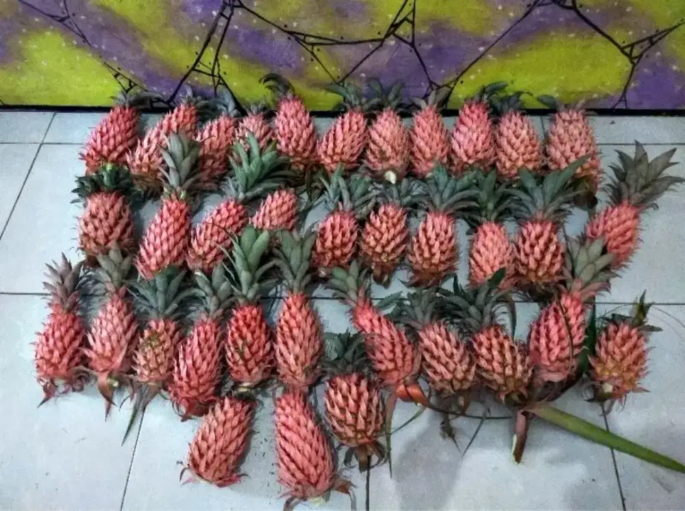 Nanas muda merah | nanas muda fresh