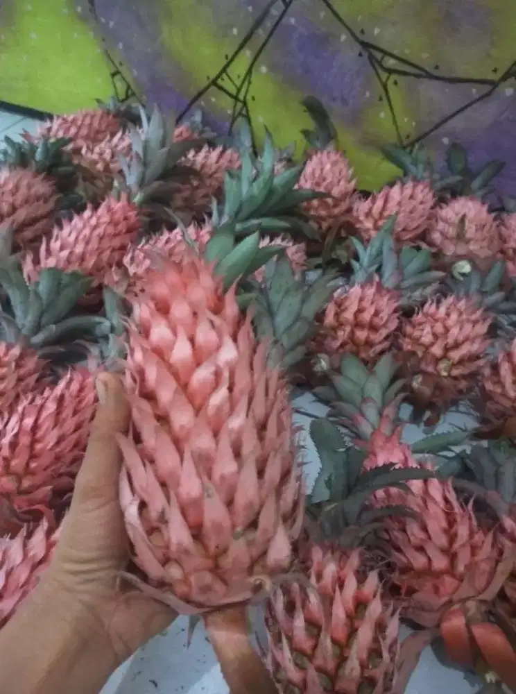 Jual nanas merah / nanas muda seger