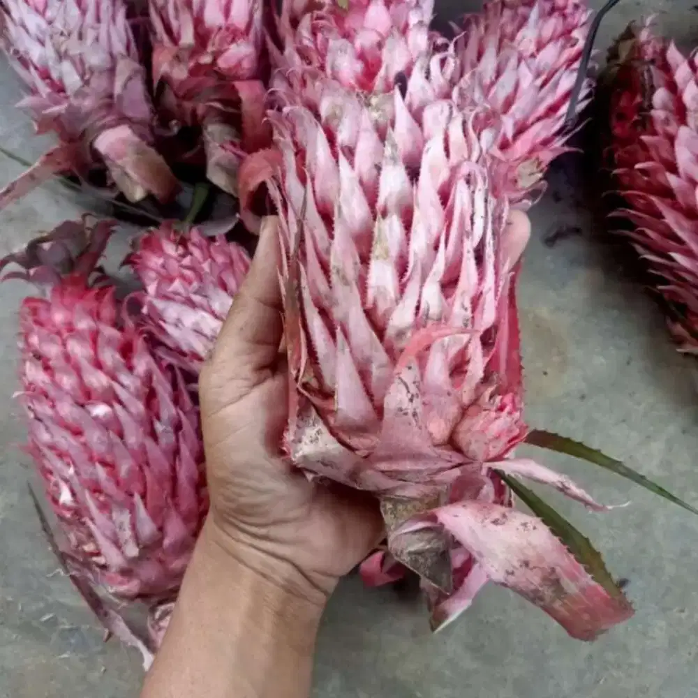 Jual nanas merah / nanas herbal