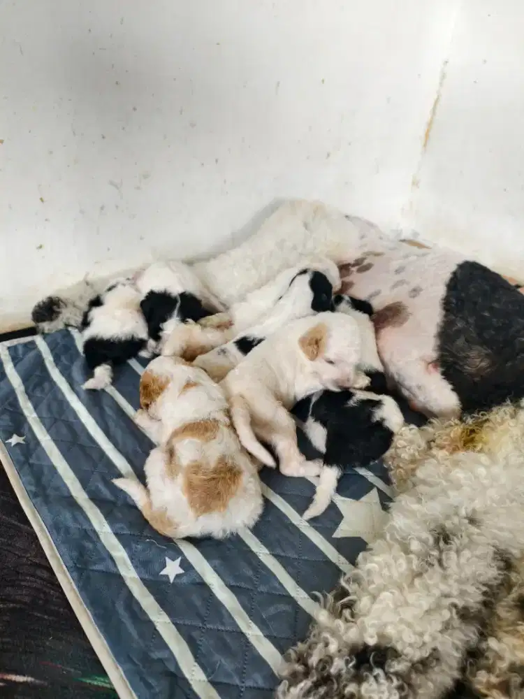 GIANT POODLE BORONGAN 1 INDUK+5 ANAK