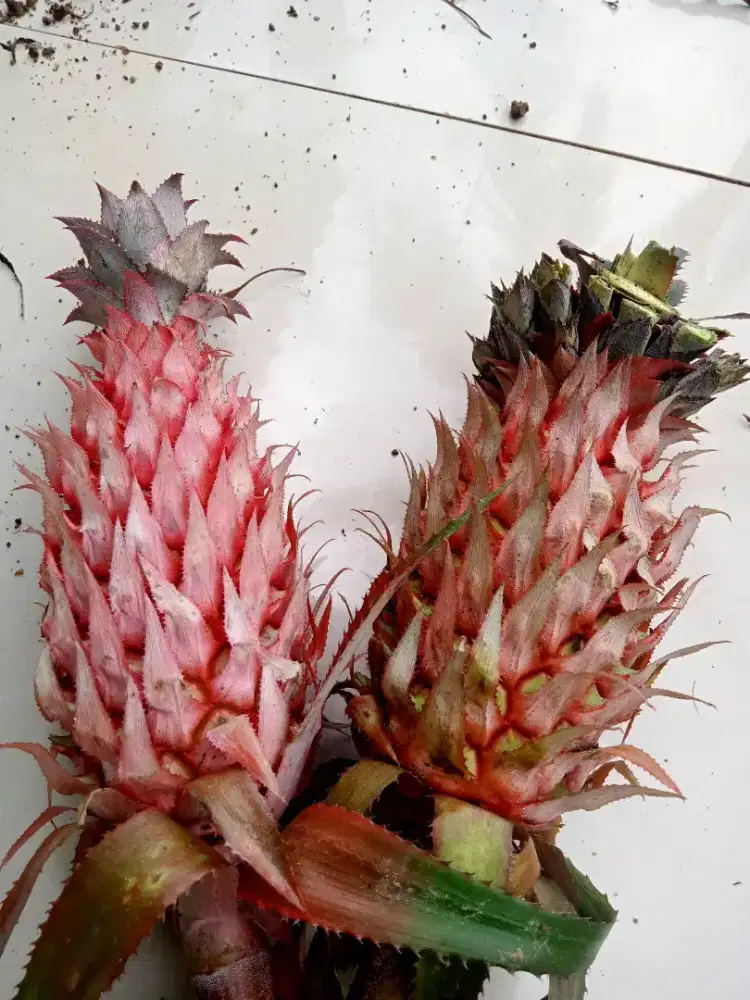 Jual buah nanas merah / nanas muda seger