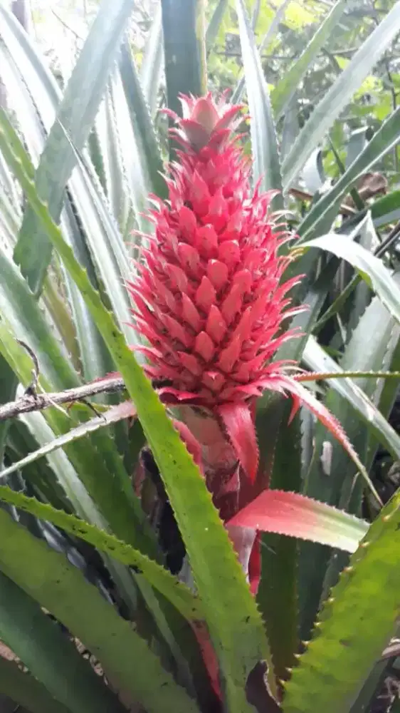 Nanas merah / nanas muda / nanas seger