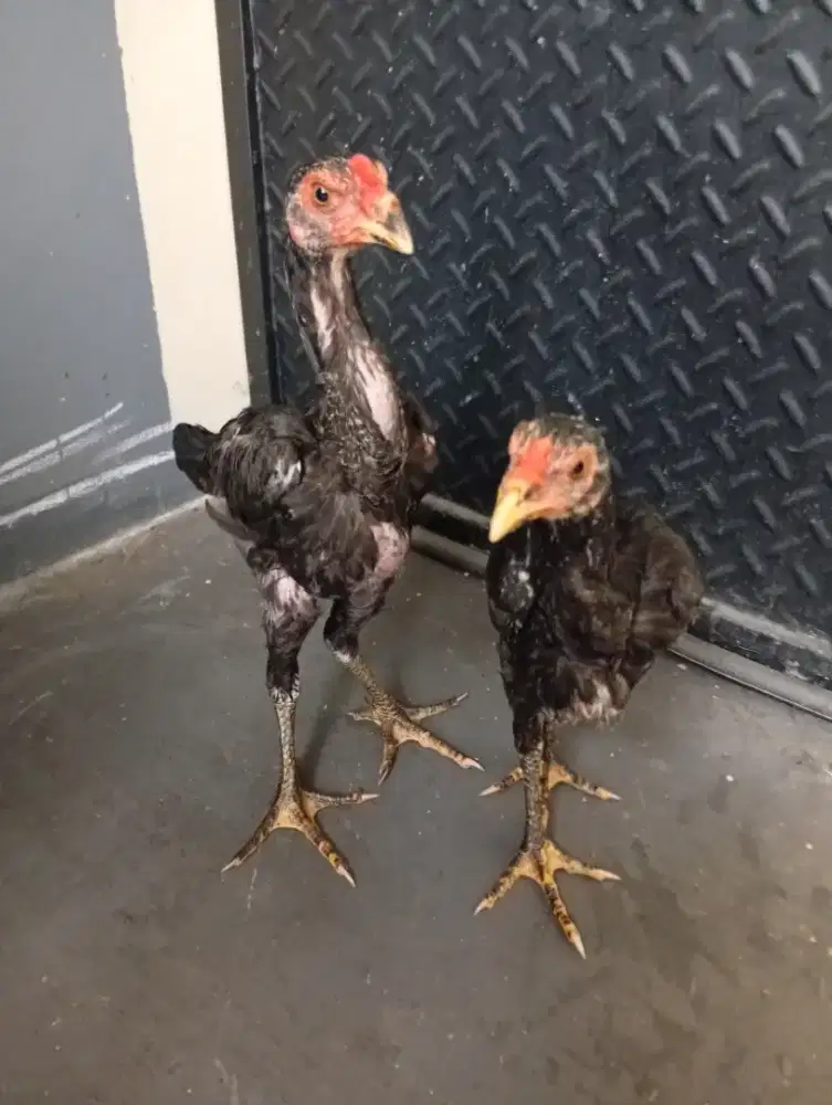 Ayam bangkok Birma sepasang