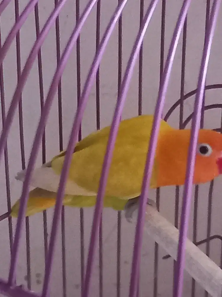 LOVEBIRD BIOLA PASTEL PAUD FULLSET
