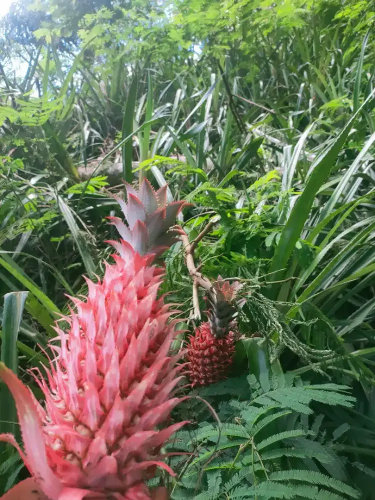 Jual buah nanas muda merah / nanas muda / nanas merah
