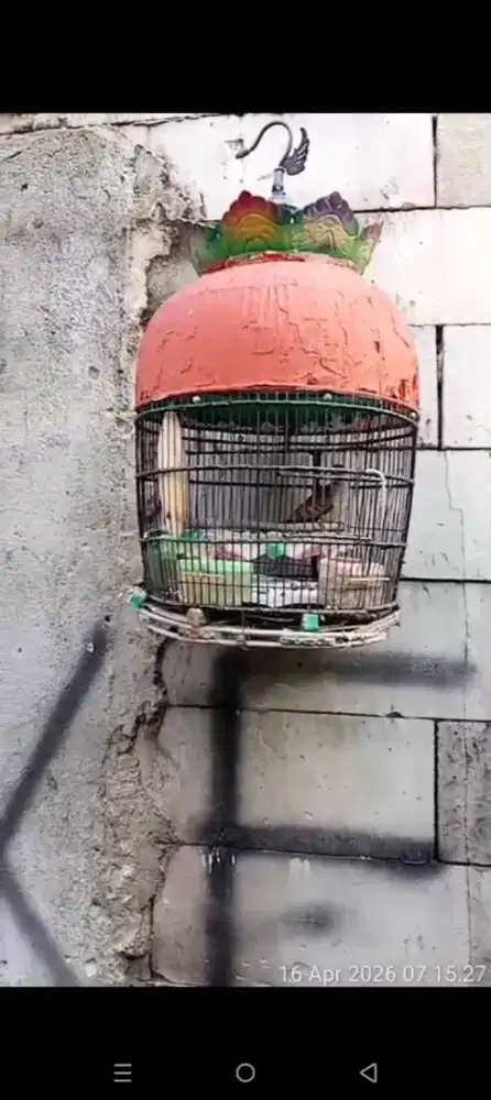 burung perkutut katuranggan tumbak cucukan