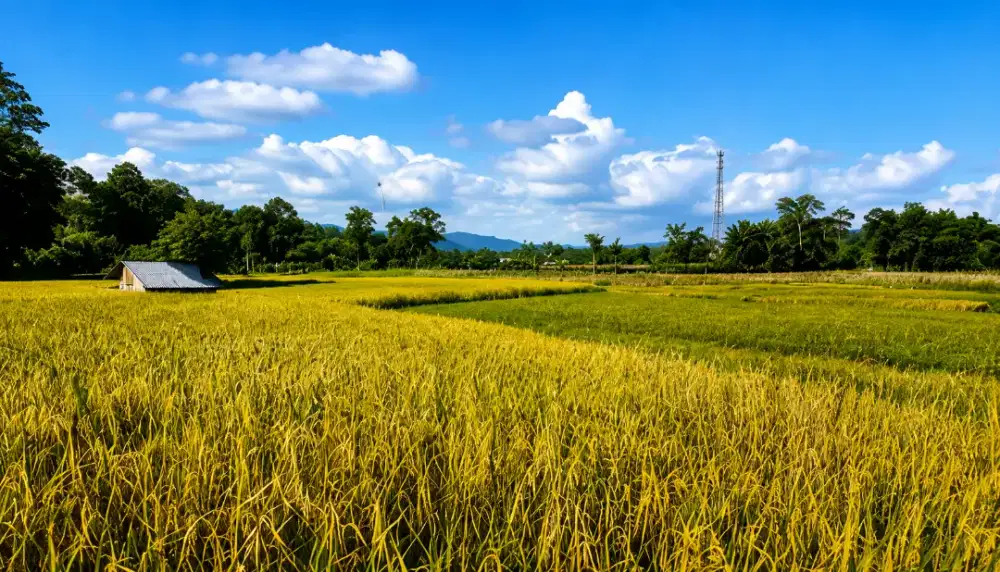 Tanah Sawah 2.400 m² di Ciampea Bogor, View Cakep dengan Irigasi Bagus