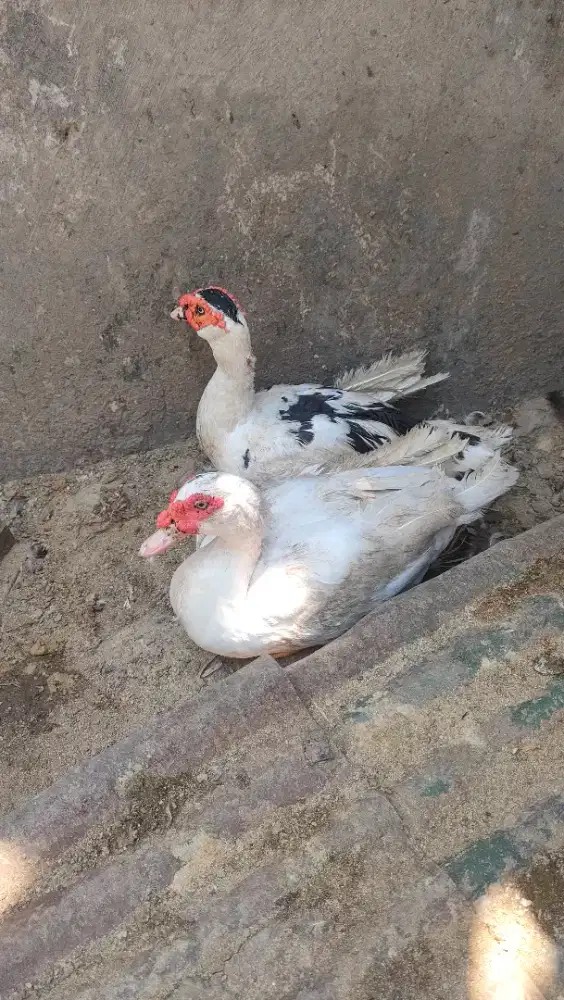 Mentok / bebek Jantan Jumbo tinggal pilih