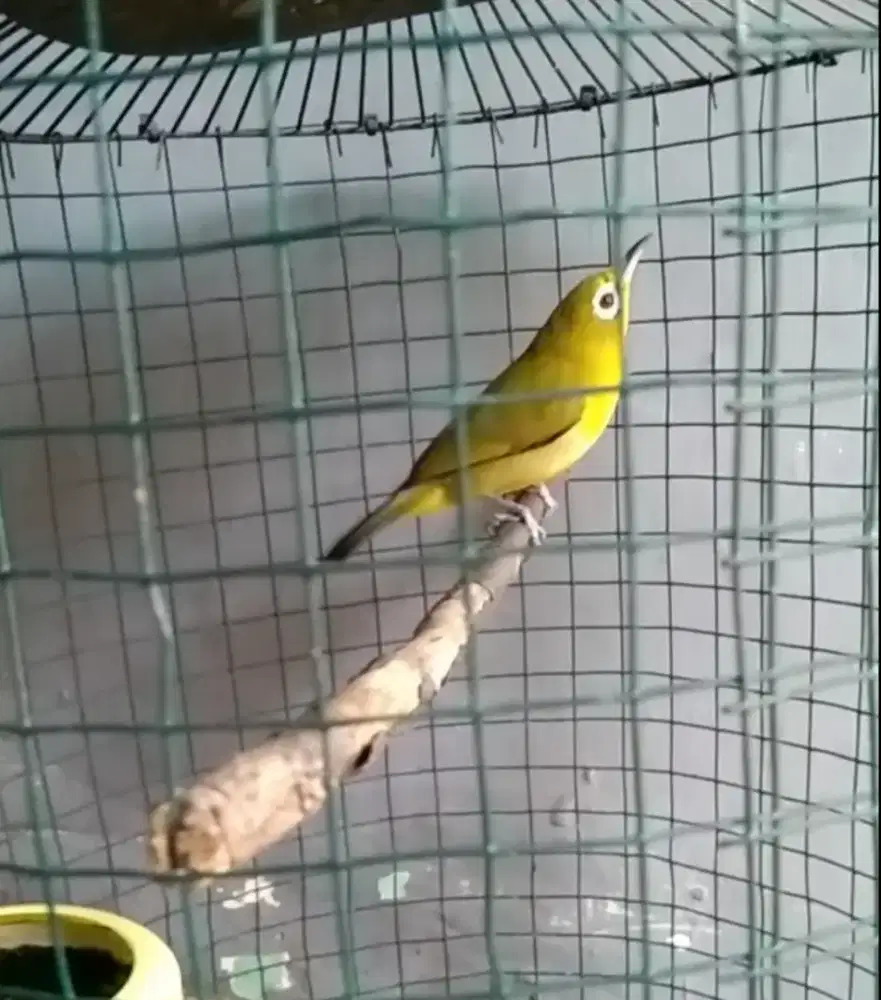 Burung pleci lombok jantan rawatan