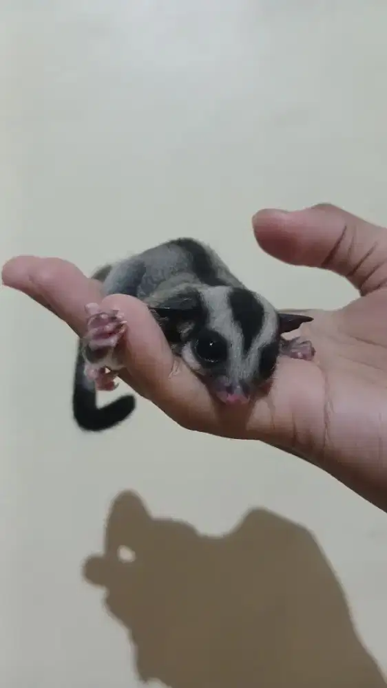 SUGAR GLIDER JOY