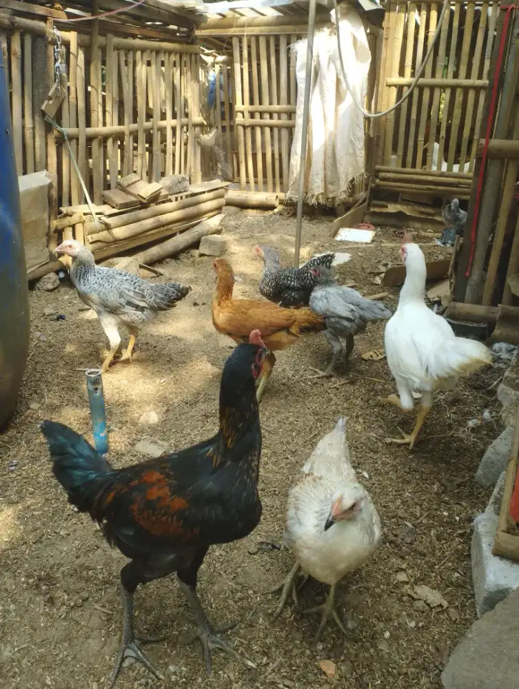 Paket ternak Ayam kampung jago betina muda bekakak