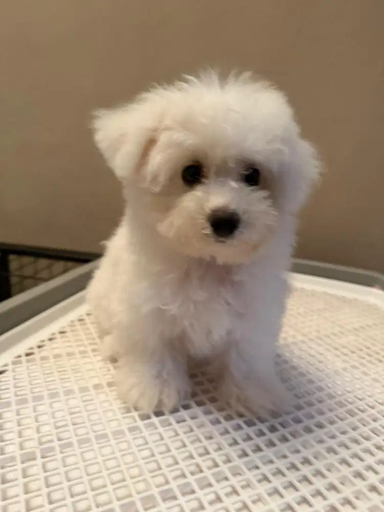 Bichon frise asli stambum umur 3 bulan girl vaksin 2x lucu sehat