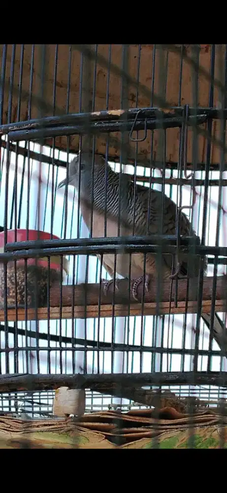 Burung Perkutut gacor