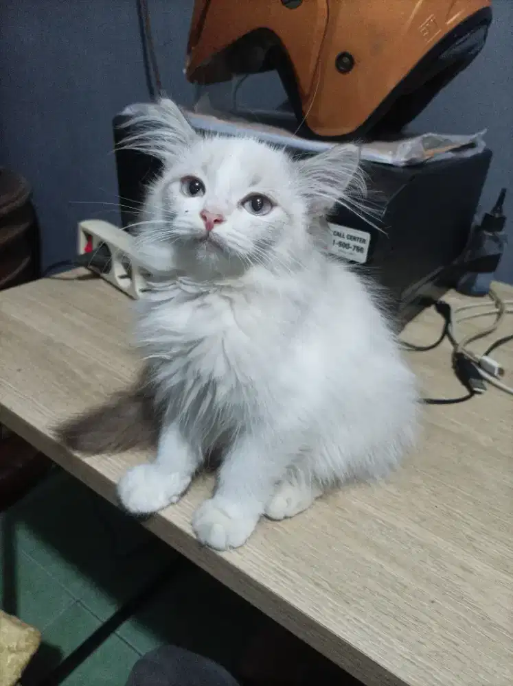 Anak kucing persia usia 3 bulan