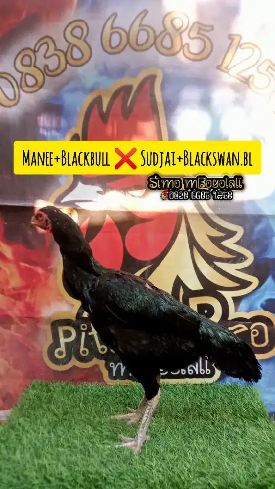 Ayam Pakhoy Betina Pukul Tripel