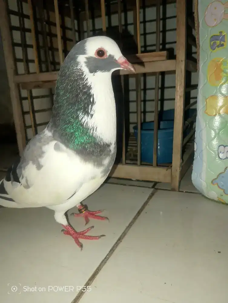 Merpati Trah Mayoret Istimewa – Mental Juara, Karakter Mewah.Bujangan.