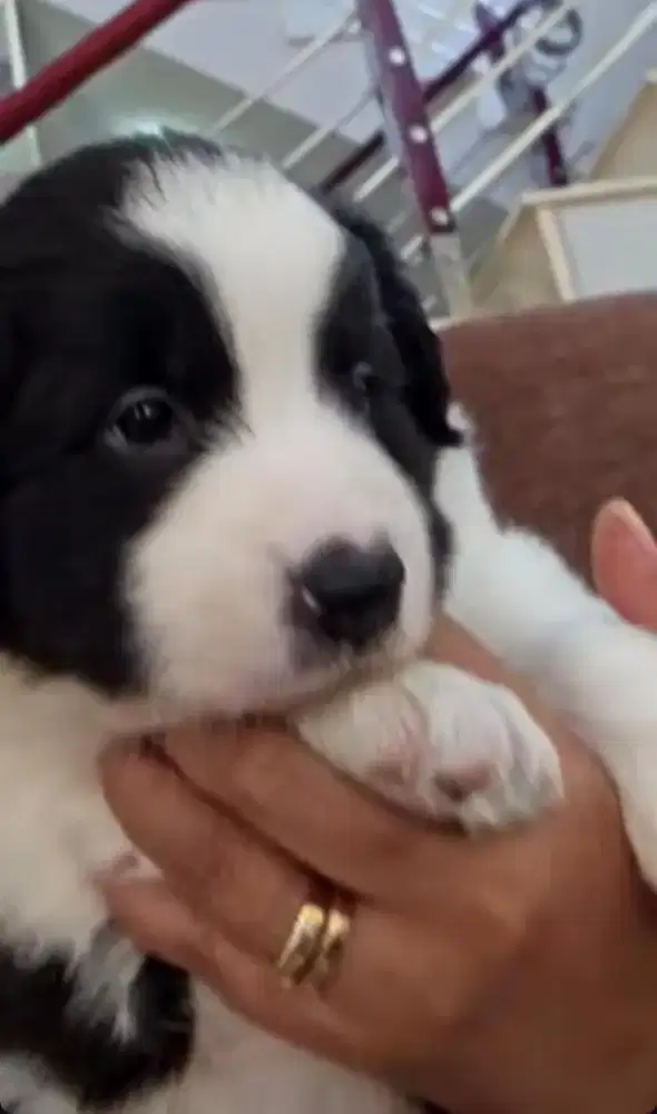 Anjing border collie