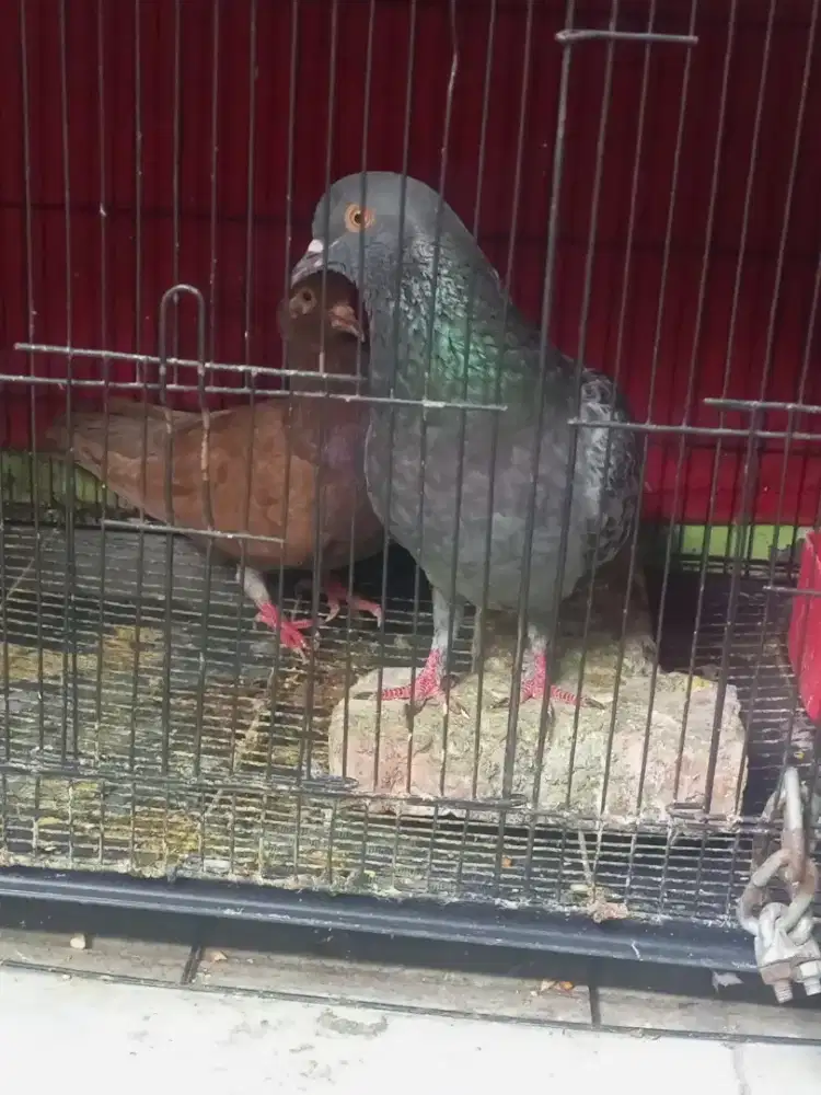 Merpati kolong bebas