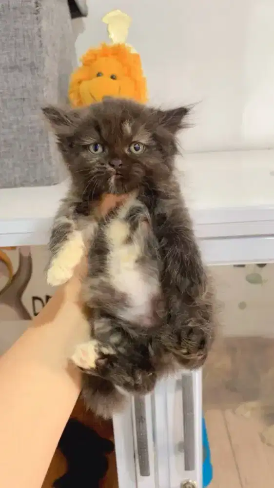 Kitten persia NS betina