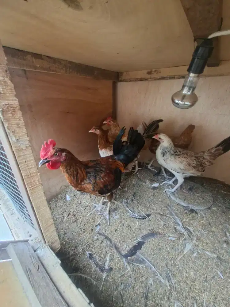 Ayam siap bertelul