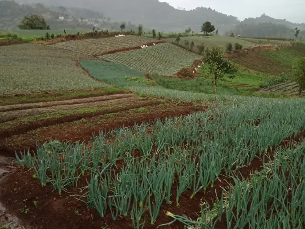 Dijual Tanah 100 Hektar di Desa Citamiang, Sukabumi