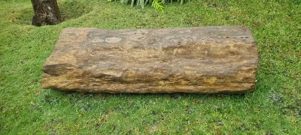 Fosil batu/pohon