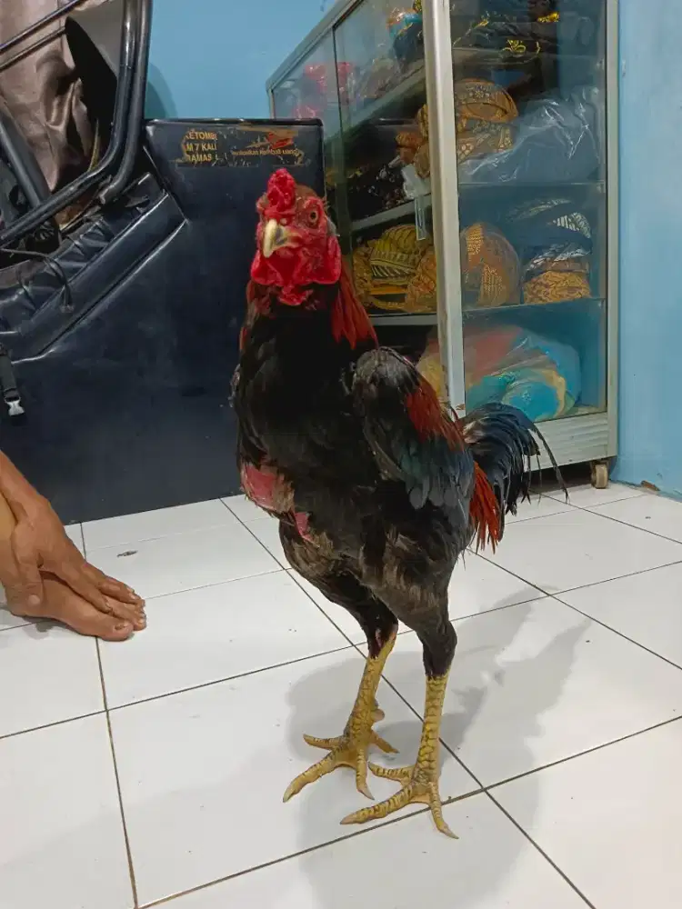 Ayam Bangkok Jago Umur 6 Bulan – Jalu Susun 3 Unik