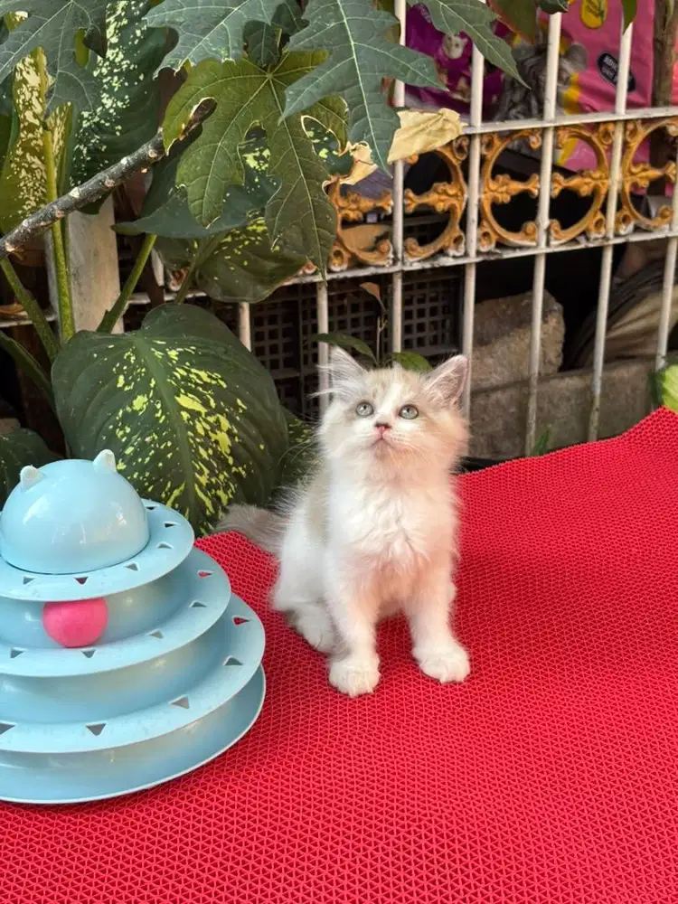 Kitten persia mix ragdol