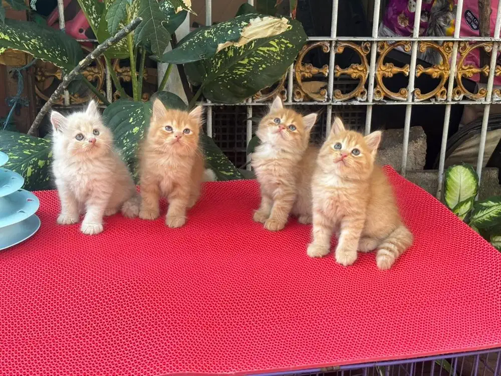 Ready kitten persia